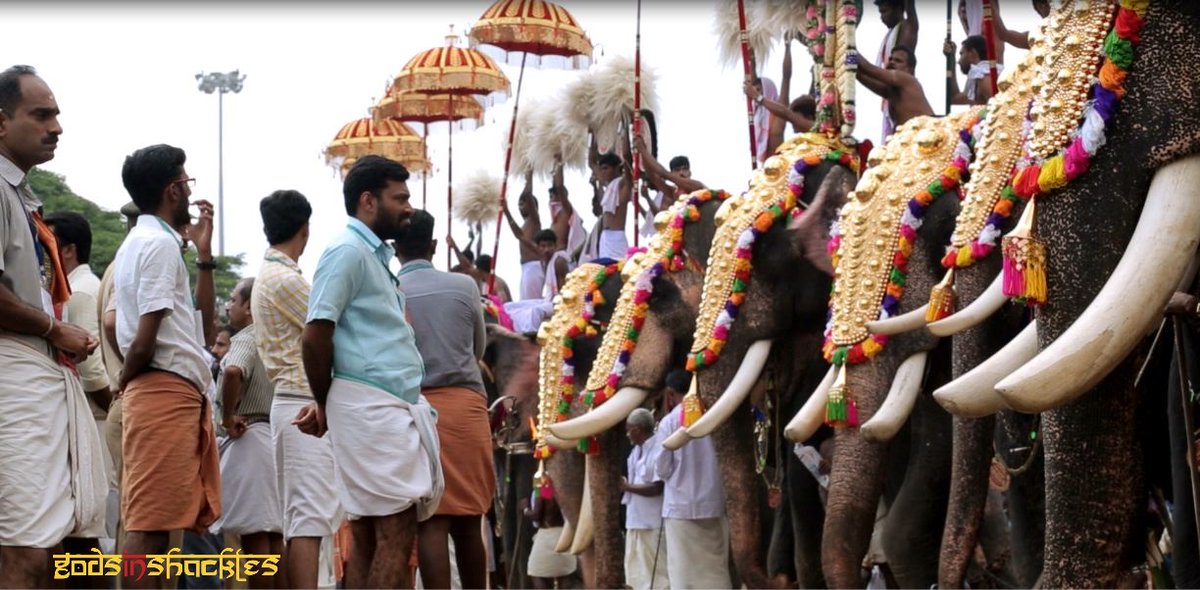 vfaes_org's tweet photo. #DYK that more than 85% of the 🐘 used in Kerala’s cultural festivals are bull 🐘? ❌ Their tusks are scrubbed and polished because people think 🐘 would look magnificent. 😭🤬 But people don’t realize how this can have a detrimental effect on survival of the species… #share 🆘 https://t.co/TzRp6KcJvV
