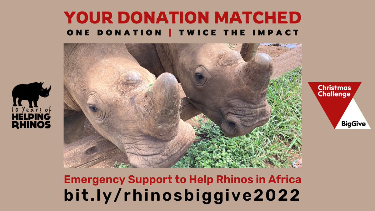 BIG GIVE: There's only until midday (GMT) on Tuesday 6th December to donate to our @BigGive #ChristmasChallenge22 & have you donation DOUBLED! That's DOUBLE the impact for emergency veterinary treatment, #AntiPoaching support & round the clock orphan care.
bit.ly/rhinosbiggive2…