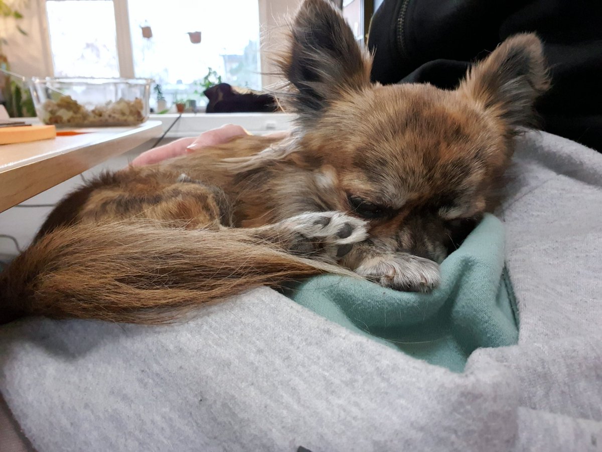 MillaIsaksson's tweet photo. such a lazy dev https://t.co/PQ7isxFDor