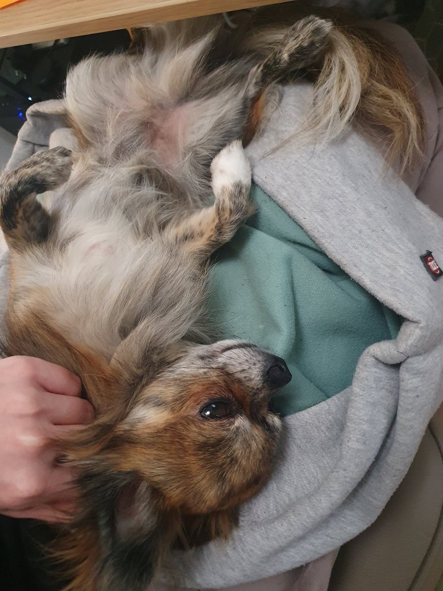 MillaIsaksson's tweet photo. such a lazy dev https://t.co/PQ7isxFDor