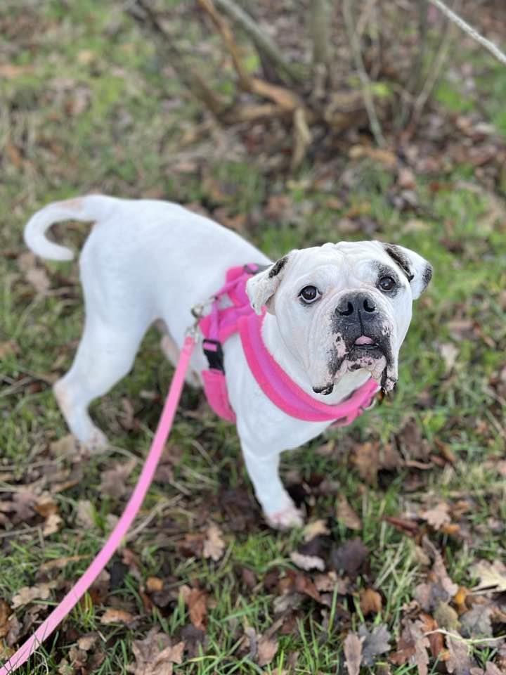 Lilibet 9 yr old American Bulldog, she arrived in a terrible condition and is now looking for a forever foster home with no children/pets as it's not known how long she has left, more info/adopt her from <a href="/BleakholtUK/">Bleakholt Official</a>