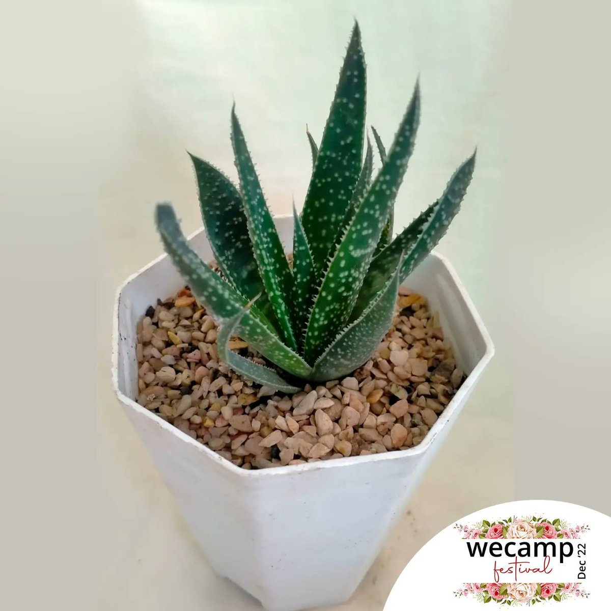 wecamp_pk's tweet image. home gardening has the perfect addition to your family and house!! 

The wecamp festival brings you two days of fun!

Date: 10-11th December 2022
Time: 12pm - 10pm 
Venue: PNCA,  Islamabad

#wecamp #wecampfestival #Takeyourfirststep #WomenofWecamp