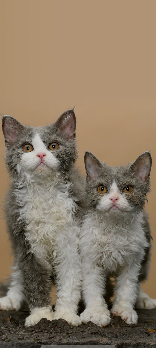 james_curzon's tweet photo. I love pussy https://t.co/zGV2bqNihu