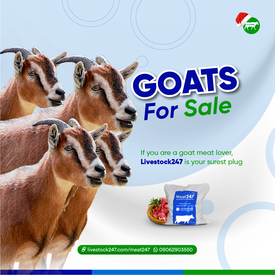 livestock247ng's tweet photo. Visit https://t.co/rCPhWtYC9q or call/WhatsApp 09062903550 to order yours now.
#livestock247 #meat247 #goatsforsale https://t.co/Nsh2aD8Ar1