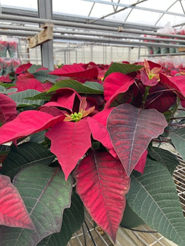 Meadow_View's tweet photo. Find the perfect poinsettia for your holiday decor

#ChristmasDecorating #MVGChristmas #Wreath #Evergreen #christmasdecor #HappyHolidays #christmasiscoming #christmasspirit   #christmasseason #christmasinspiration #holidayseason #holidaydecor #poinsettia https://t.co/7AQRaqiCPb