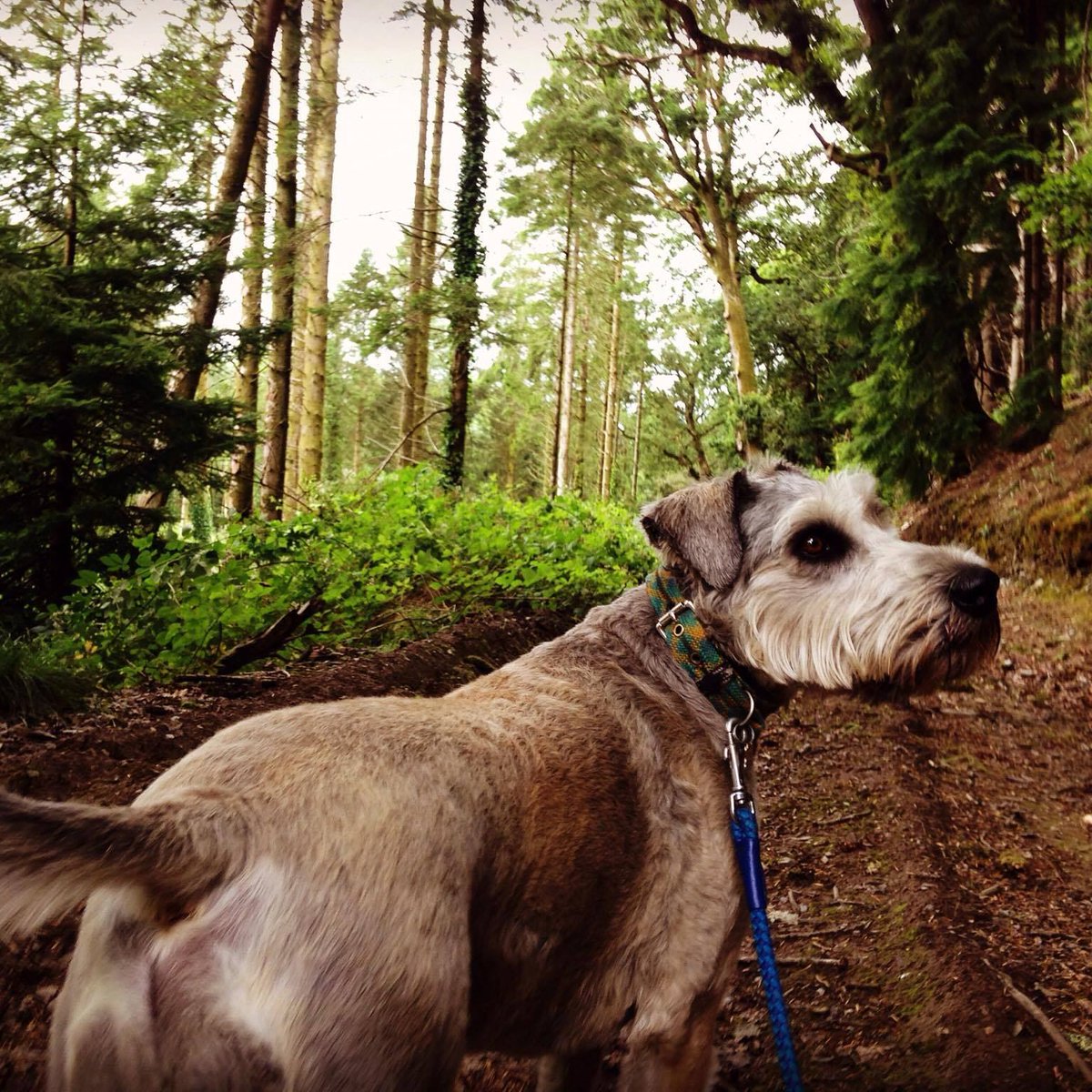 On National #TreeWeek, thanks to our guests we’ve created a woodland of 3,000+ native Welsh trees!  🌳😍🌳 

topofthewoods.co.uk/new-woodland 

#LoveNature #Sustainability   

<a href="/TheTreeCouncil/">The Tree Council</a>