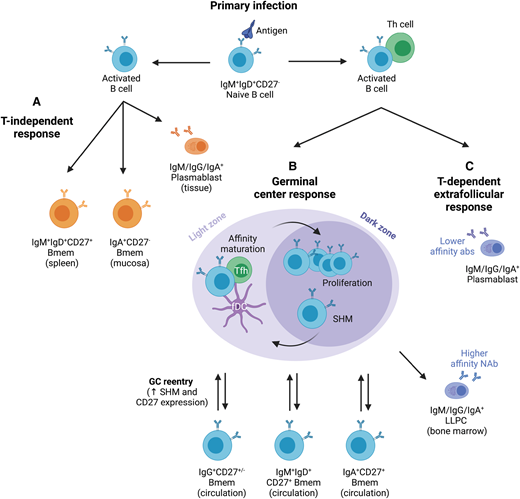 PPPublishing's tweet photo. The newest addition to our #Coronavirus collection features a mini-review from the #vanzelmlab @emmye1984 covering humoral immune responses to #SARS-CoV-2 infection and vaccination https://t.co/Kzh07VQbHb https://t.co/xjxUPZoz8E