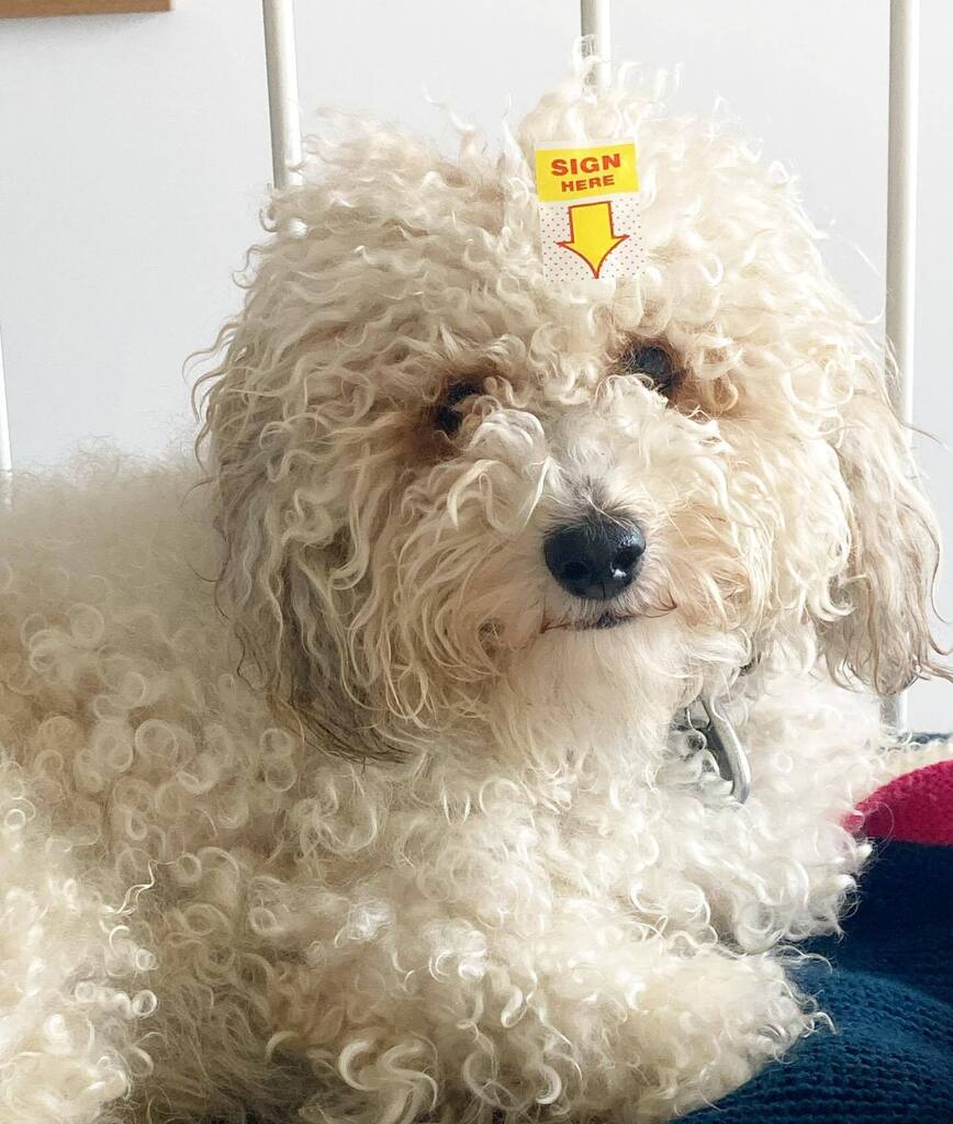 lucypapoosky's tweet photo. Very important document. 

#dogsofinstagram #poochonsofinstagram #poochon #poochonpuppy #puppiesofinstagram #cosmobrown #bichoodle #bichoodlesofinstagram #bichoodlepuppy https://t.co/2WRv4c7wpy https://t.co/4fSuH5kx44