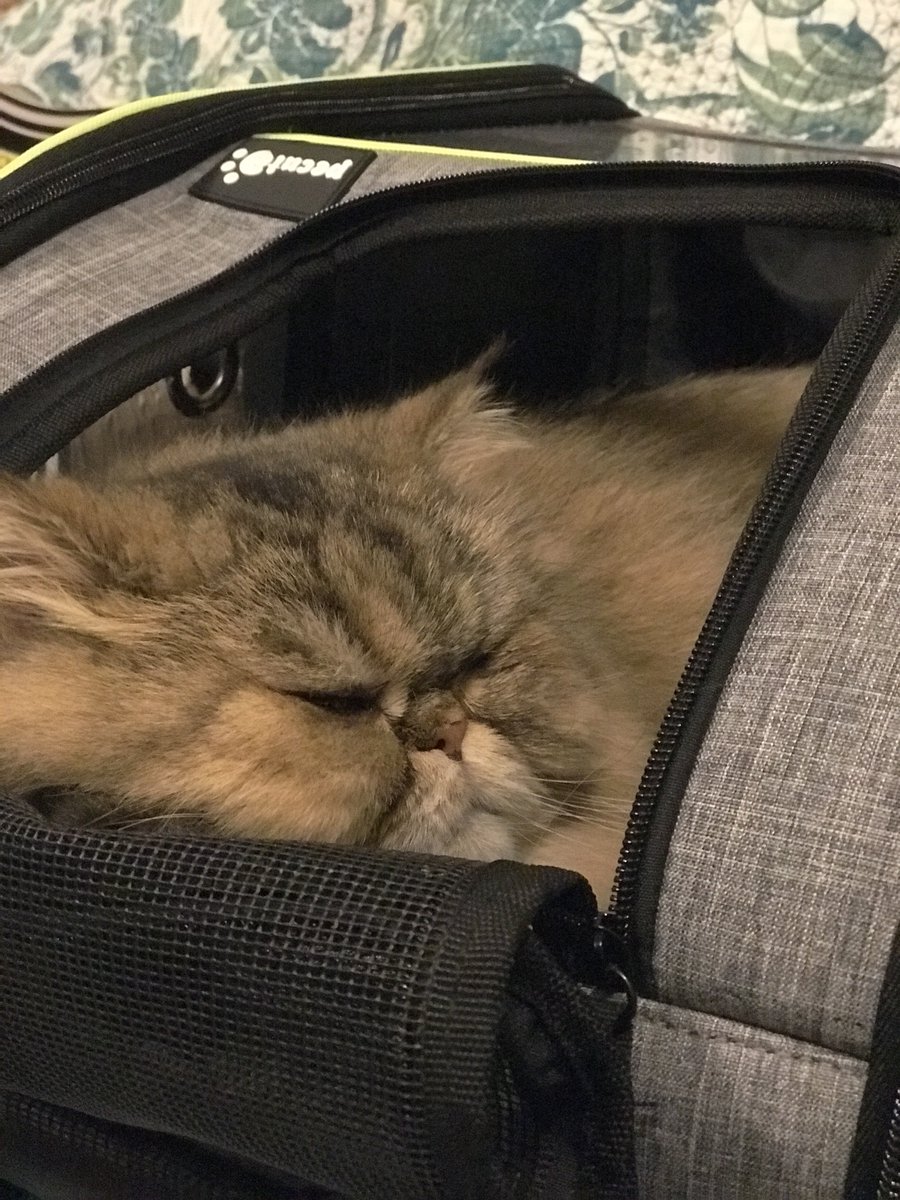 mekabucat (めかぶ屋)一代目たいちゃん tweet media