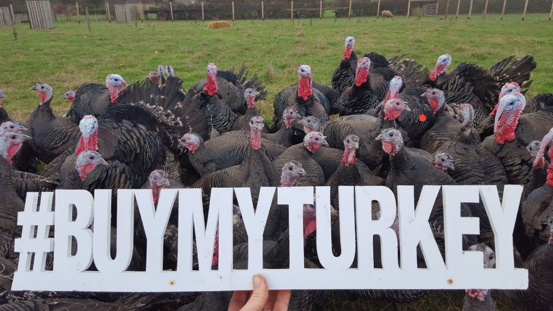 LydiardTurkeys's tweet photo. Did you know today is #buymyturkey day!!!
to find your local turkey farmer go to the NFU turkey finder and pop in your Post code.

despite the ongoing AI situation many turkey farmer still have plenty to sell so help them! 
#freshnotfrozen
photo was taken earlier in the year https://t.co/JOSi3LR3QY