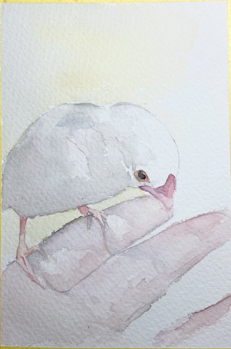 白いカラー　水彩画 2025.02.06透明水彩画「白い花」ランプライトサムサイズ 先日2/6の