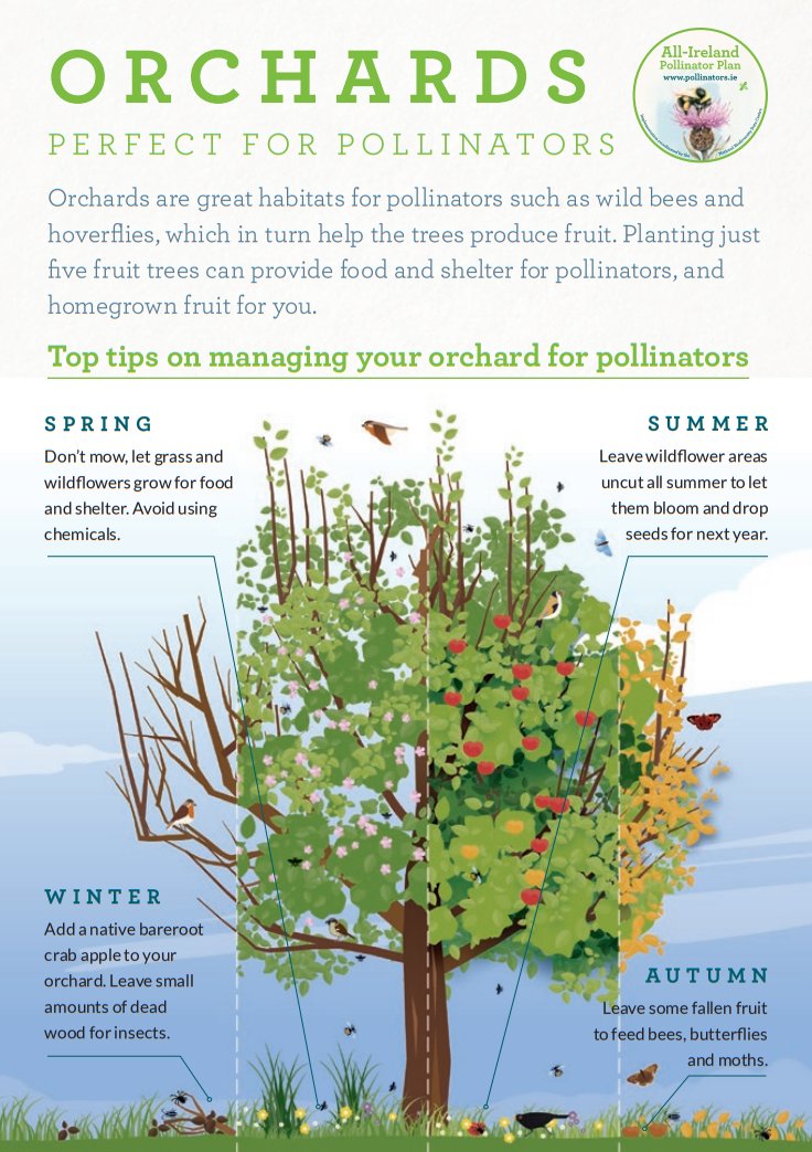 PollinatorPlan's tweet photo. We're delighted to share a new free flyer celebrating orchards. Perfect habitats for pollinators and brilliant for biodiversity.
Find out more here: https://t.co/yoHFR7s9Xf https://t.co/xNpN58HnCn