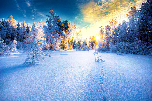 AceWeekly's tweet photo. Snow Sunset, Finland #SnowSunset #Finland https://t.co/zHPpEc1DXT https://t.co/aNpGB7GK7l