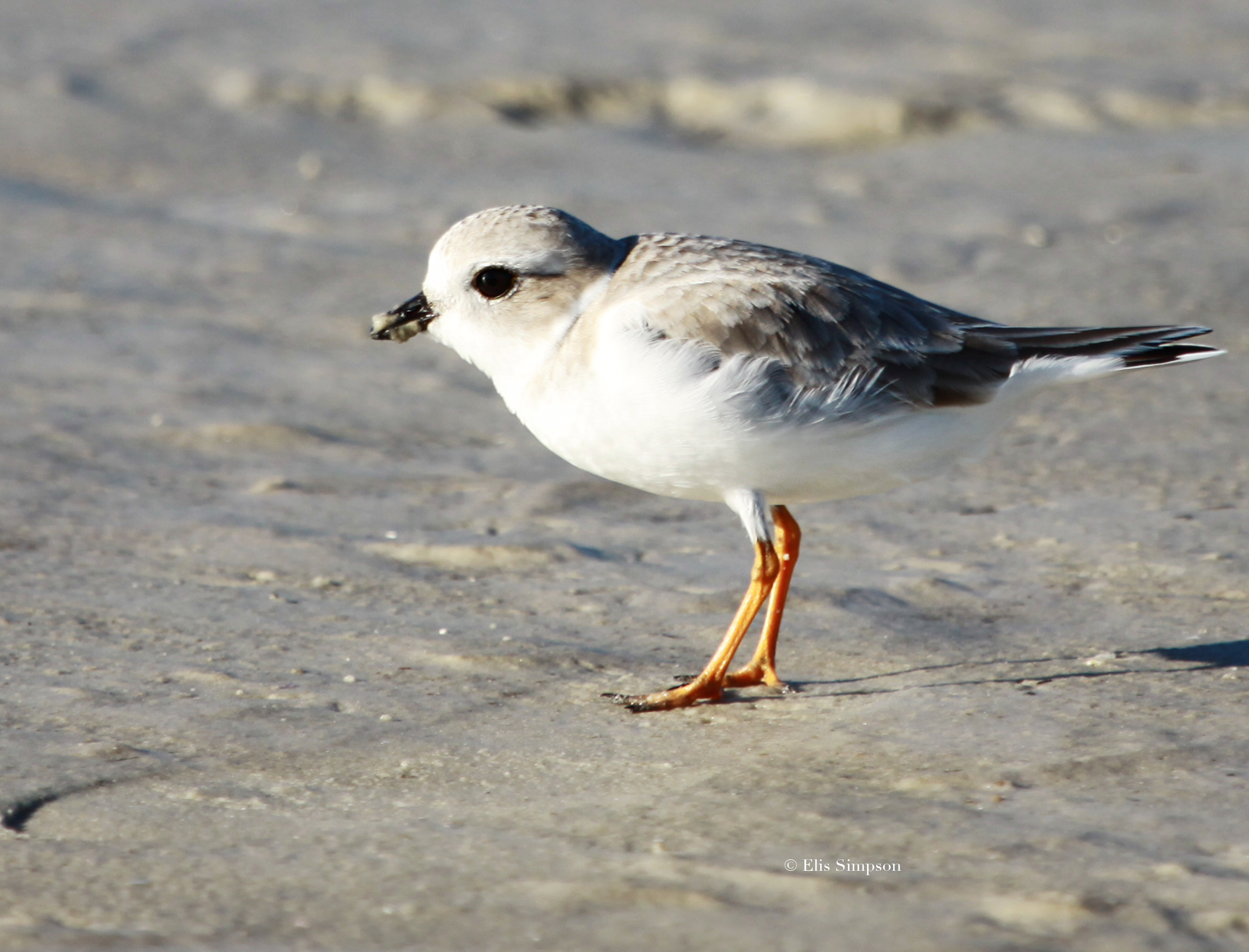 Swillington Ings Bird Group (SwillyIngsBG) / Twitter