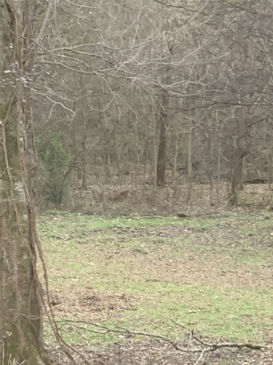 jonhickey802's tweet photo. When that coffee hits them guts sitting on the deer stand #deerhuntinglife https://t.co/pZn4YCfStN