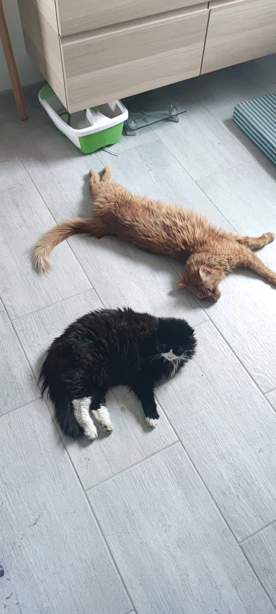 Well, the heating in the floor is now working, and the cats love it 🤣