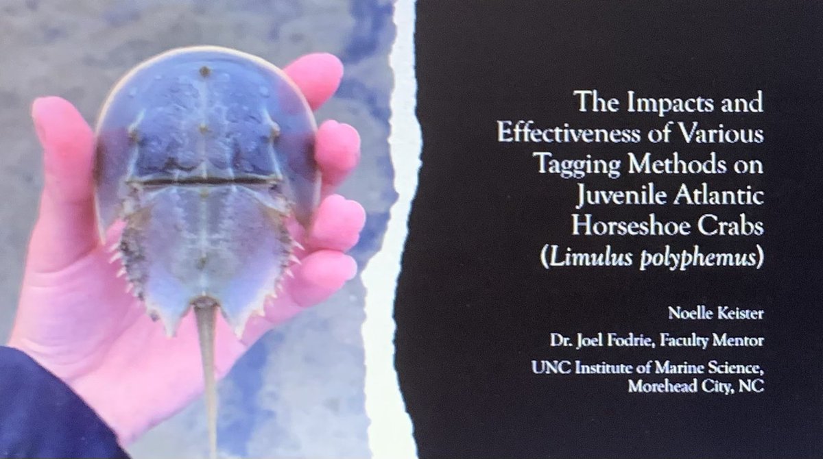 Congrats to <a href="/Noellesallowed/">Noelle Keister</a> and <a href="/SophiaFPalmieri/">Sophia Palmieri</a> for presenting their independent research! These undergrads have worked with me all semester learning and applying knowledge on nurseries, estuaries, movement, and, of course, horseshoe crabs!! <a href="/UNCims/">UNC IMS</a> <a href="/UNC_EMES/">UNC Dept of Earth, Marine & Environmental Sciences</a> @UNCResearch