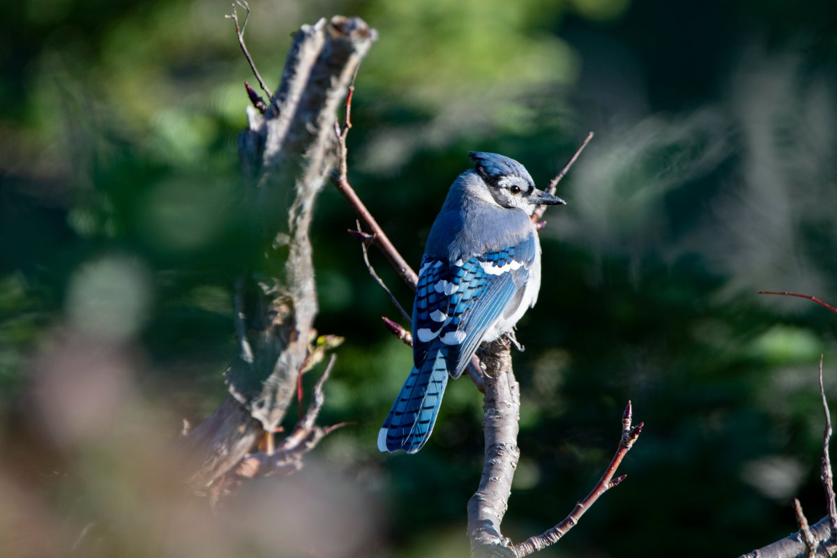 Miankho's tweet photo. Geai bleu - BLue jay - Cyanocitta cristata
.
#parcforillon #bluejay #geaibleu #wildlife #wildlifephotography #Nikon https://t.co/8Yi0ADq0zW