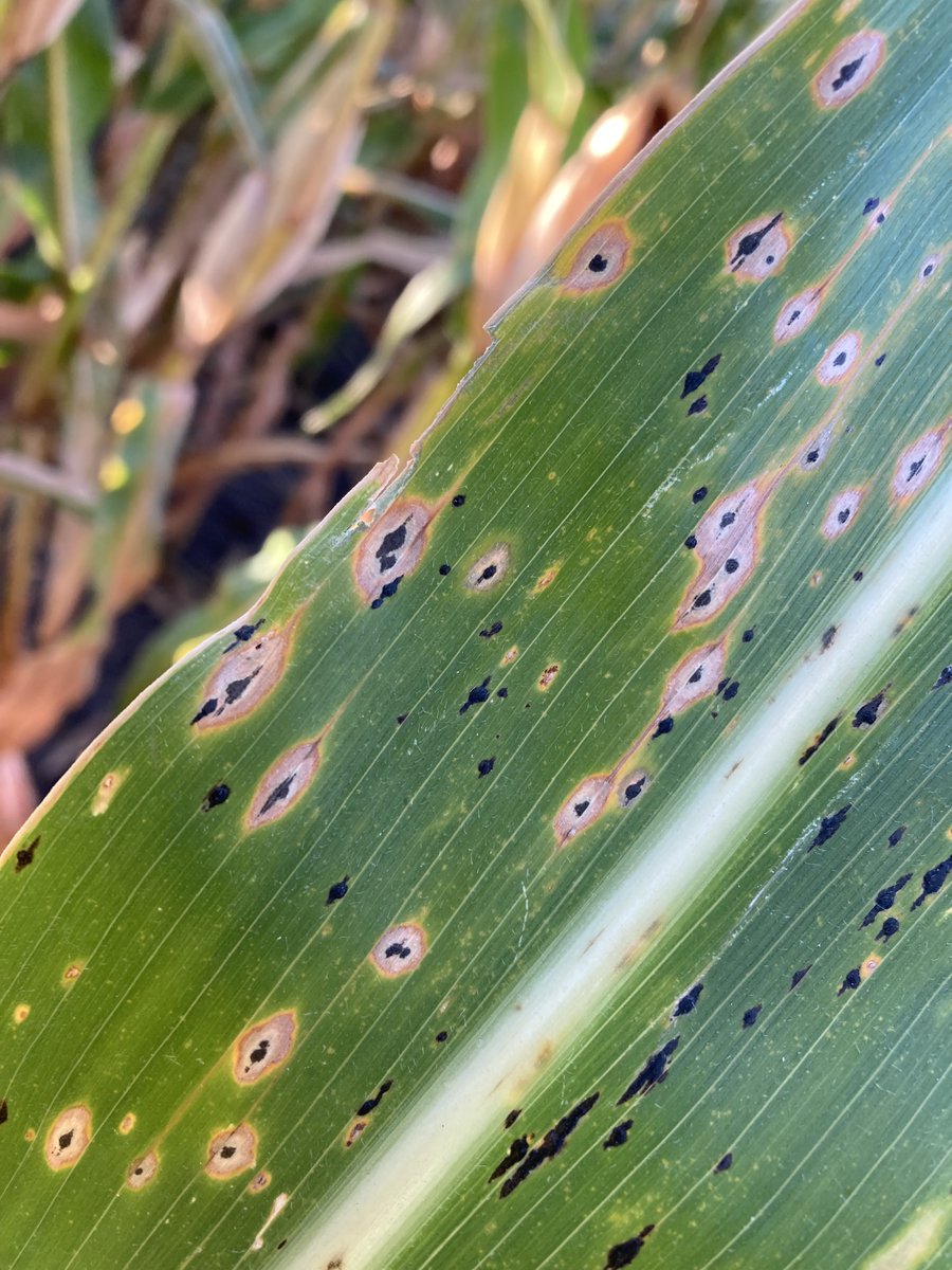 S.E. Bartholomew tweet media