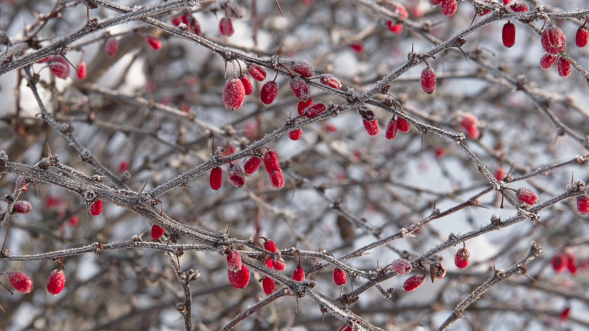 Adventszeit = Kaufstress &amp; Konsum?🎁 Wie wäre es stattdessen mit sinnvollen Geschenken mit Mehrwert für heute und die Zukunft? Bei AgoraNatura lässt sich Naturschutz auch verschenken!👉agora-natura.de/aktuelle-angeb…