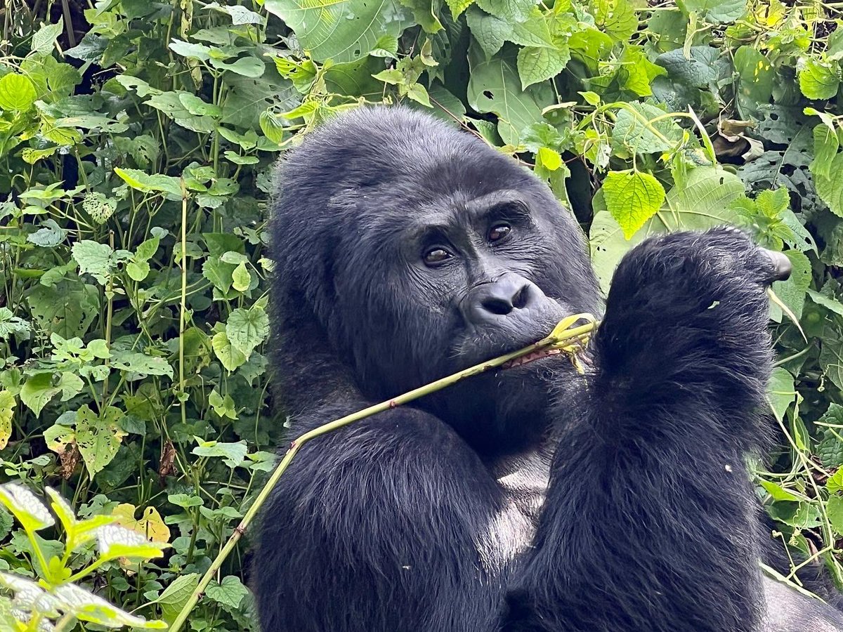 BeeGoldsmith's tweet photo. Trip of a lifetime trekking mountain gorillas and golden monkeys with local Uganda travel company @BambooEcotours. Can’t rave about them enough. #localbusiness #supportsmallbusiness. Planning a trip to #Uganda #Rwanda? Contact Edison. https://t.co/lkhL3mIEEE