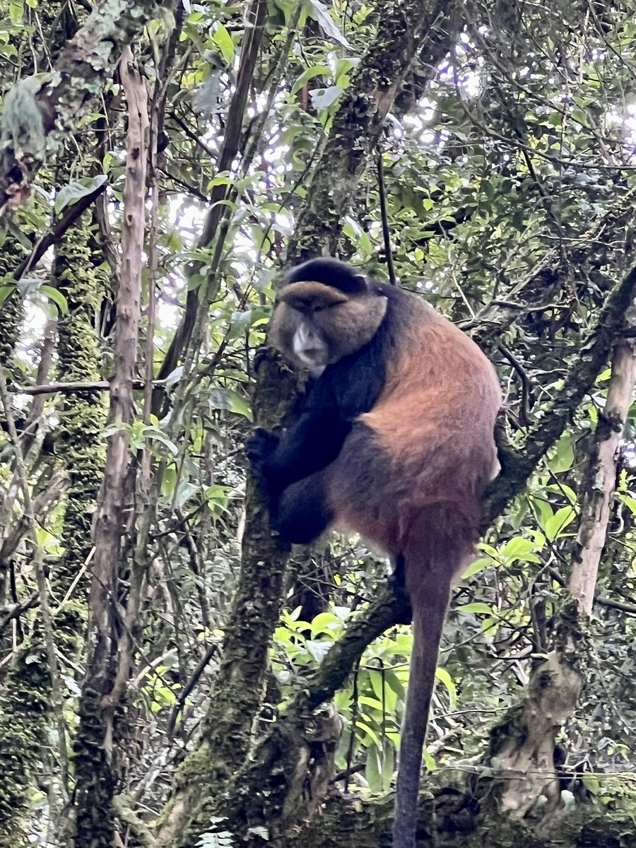 BeeGoldsmith's tweet photo. Trip of a lifetime trekking mountain gorillas and golden monkeys with local Uganda travel company @BambooEcotours. Can’t rave about them enough. #localbusiness #supportsmallbusiness. Planning a trip to #Uganda #Rwanda? Contact Edison. https://t.co/lkhL3mIEEE