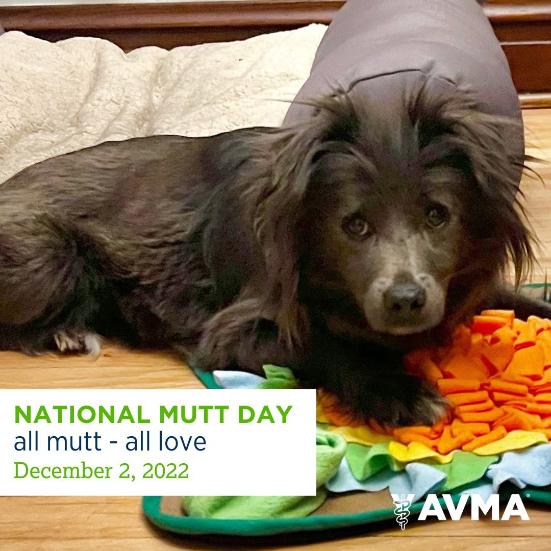 AVMAvets's tweet image. So much fun; we get to celebrate twice a year. It must be #NationalMuttDay! Let's hear it for all the mutts out there and the veterinary teams helping to keep them happy and healthy. 😍🐶👩‍⚕️👨‍⚕️