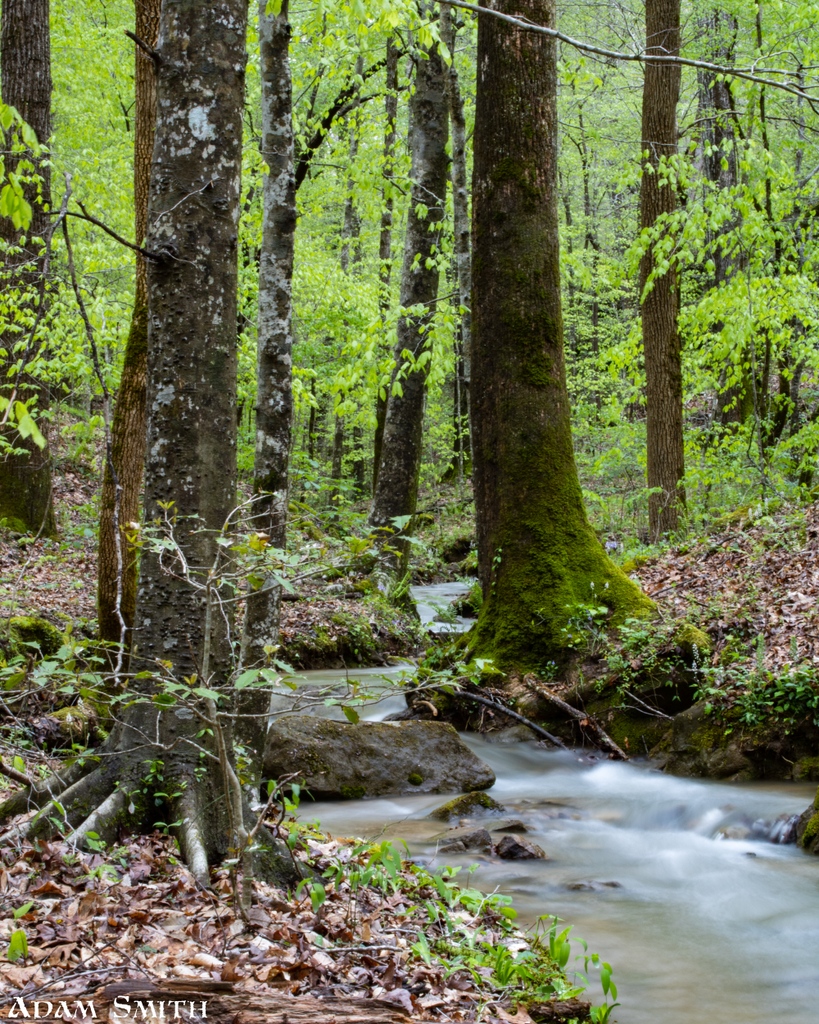 avoid_highways's tweet photo. Bankhead National Forest 
#wilderness #hiking #forest #trees #hikingadventures
#landscapephotography #outdoor #beautiful #photography #naturelovers #naturephotography #explore #travelgram #adventure #outdoors #landscape #travel #getoutside https://t.co/Ne4qAAvm9C