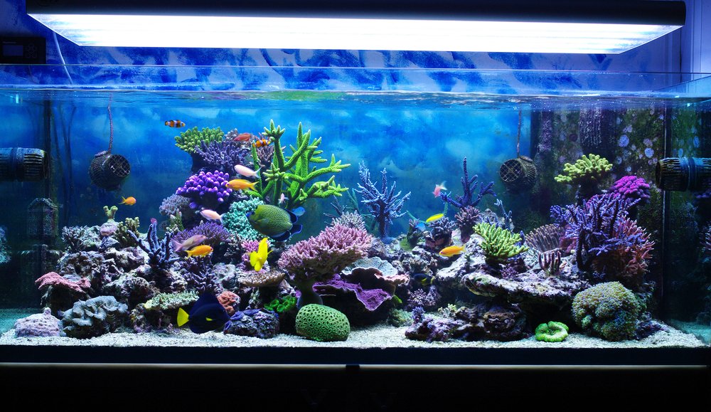 The refilling of fire extinguishers is not just for fire protection. 

We also have a number of customers who use Carbon Dioxide in their fish tanks. 

We offer refills of food grade 2Kg &amp; 5Kg C02's from as little as £15.00 

 0121 745 8444 - midland-fire.co.uk/aquarium/