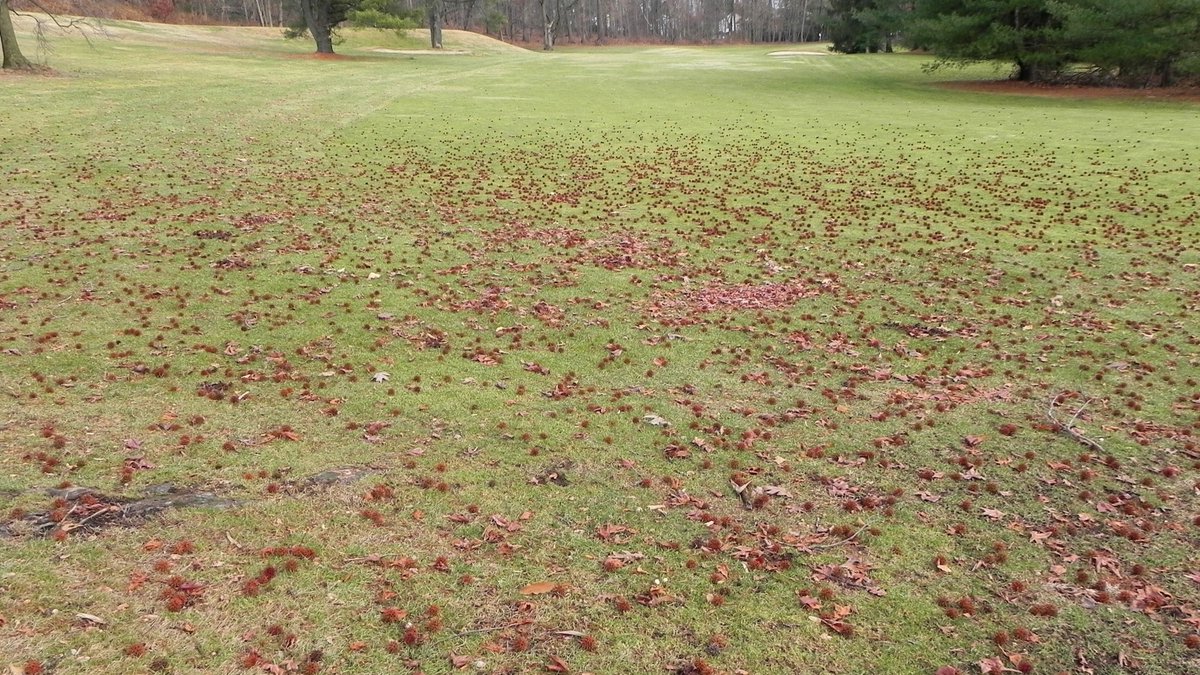 If you have tree management planned at your course this winter, don't forget to include those messy trees that impact playability and consume valuable staff time with cleanup ➡️bit.ly/3Tn2WGA