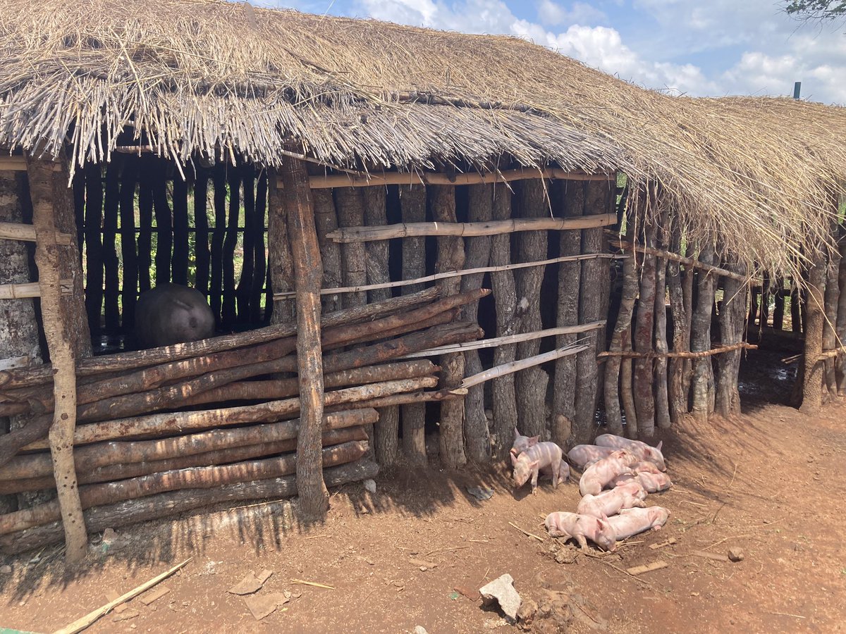 Great to see <a href="/PEASchools/">PEAS (Promoting Equality in African Schools)</a> students getting their TVET certificates alongside academic qualifications in Zambia. Benefits of practical agriculture classes include very cute piglets