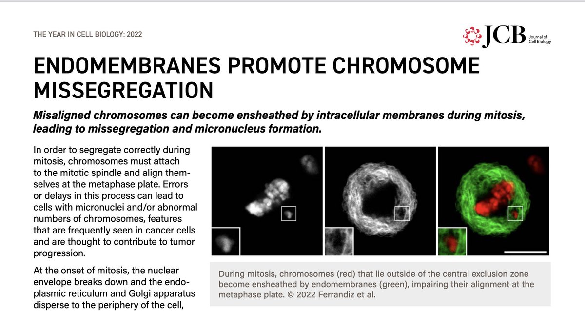 Nuria Ferrandiz (@nuriaferrandiz.bsky.social) tweet media