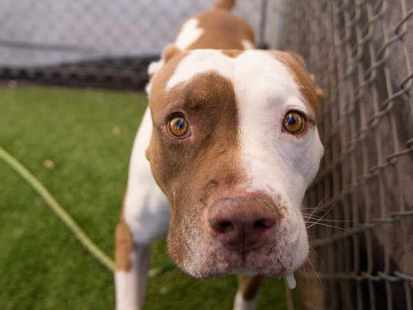 "Psssst! Hey...hey you! It's me, Tyke! Did you know the shelter is over capacity and all adoption fees are waived?! I'd love for you to come meet me and all my friends!" 🐾
Adoptable Pets: apps.pets.maricopa.gov/adoptablepets/