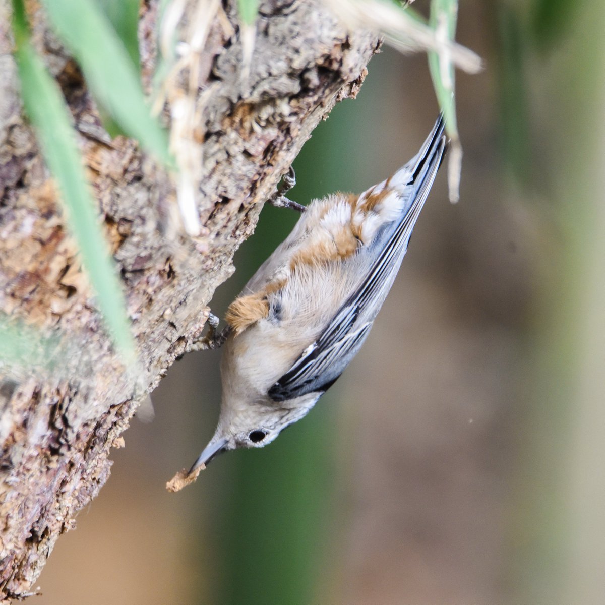 He's going down and that's just how he rolls!  #greensboroboggarden #greensboronc #whitebreastednuthatchesoftwitter #whitebreastednuthatches #nuthatches #birds #Birdies #BirdsSeenIn2022