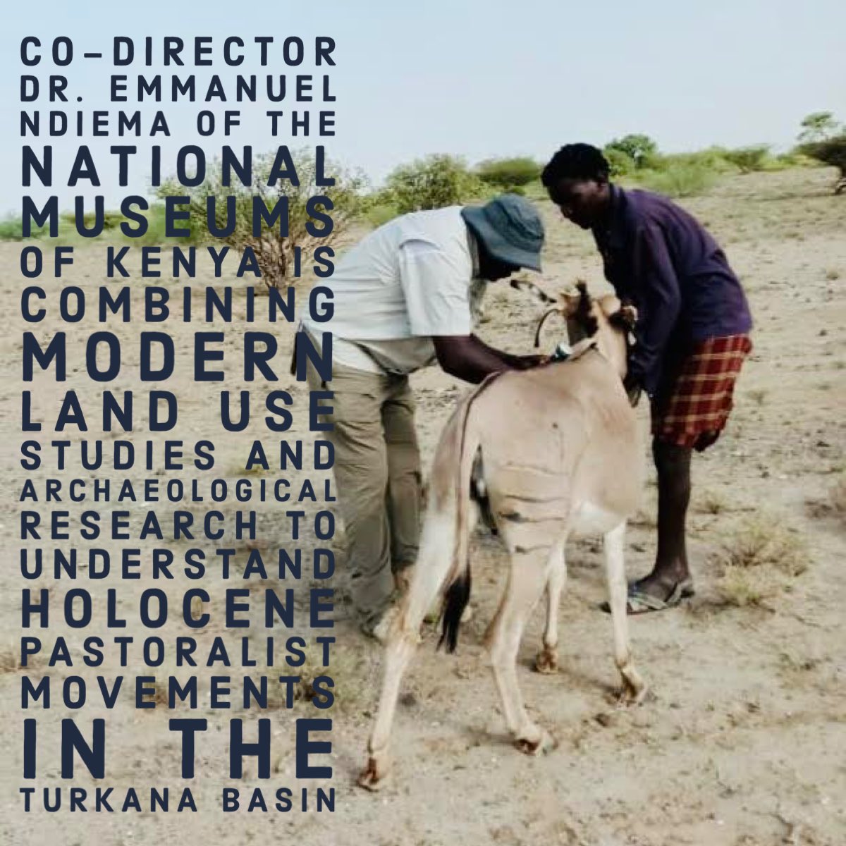 Here <a href="/endiema/">Emmanuel KNdiema</a> of <a href="/museumsofkenya/">National Museums of Kenya</a> tags a donkey with GPS to look at modern land use to help understand pastoralists from the Holocene. If you want to learn how this works, apply today bit.ly/KFFS2023