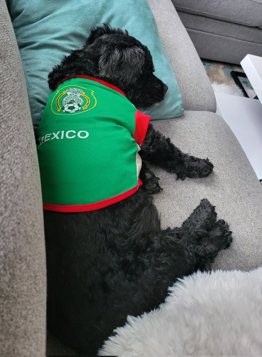 SimiAutoimmune's tweet photo. Fell asleep waiting for the #Mexico game. #WorldCup2022 #MexicoSoccerTeam #PupsOfIG #PuppyLove #MexicanPup #Mario #DogLovers #Furbaby #DogsOfInstagram @miseleccionmxEN https://t.co/UWExvzXbKA
