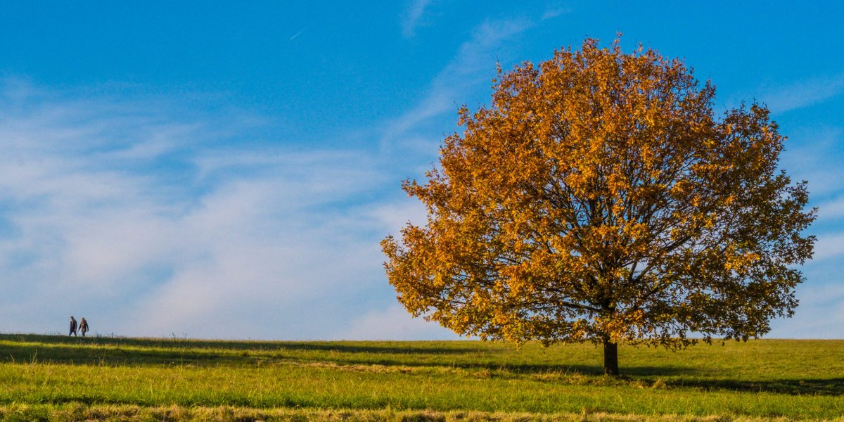 CJS News (@countrysidenews) on Twitter photo Take some Tree Time this National Tree Week! - <a href="/TheTreeCouncil/">The Tree Council</a> c-js.uk/3GV4zrD #TreeTime Take some Tree Time this National Tree Week! - <a href="/TheTreeCouncil/">The Tree Council</a> c-js.uk/3GV4zrD #TreeTime