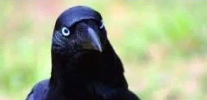 jimrosecircus1's tweet photo. Little known fact: Before the crowbar was invented, crows simply drank at home. https://t.co/5mgoGENyBo