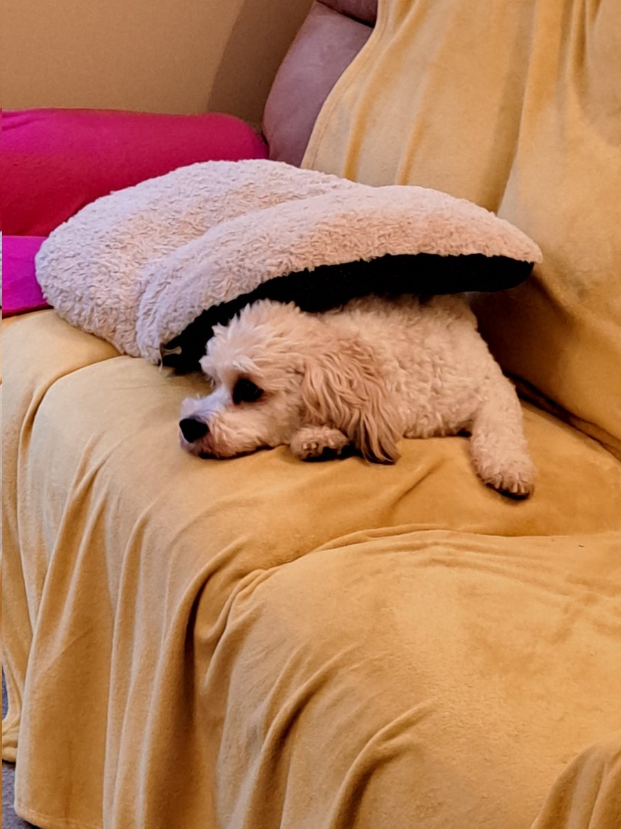 TammyMerlin's tweet photo. My bed, done my way 🐾🐾 #ZSHQ https://t.co/vuzDNqRIyp