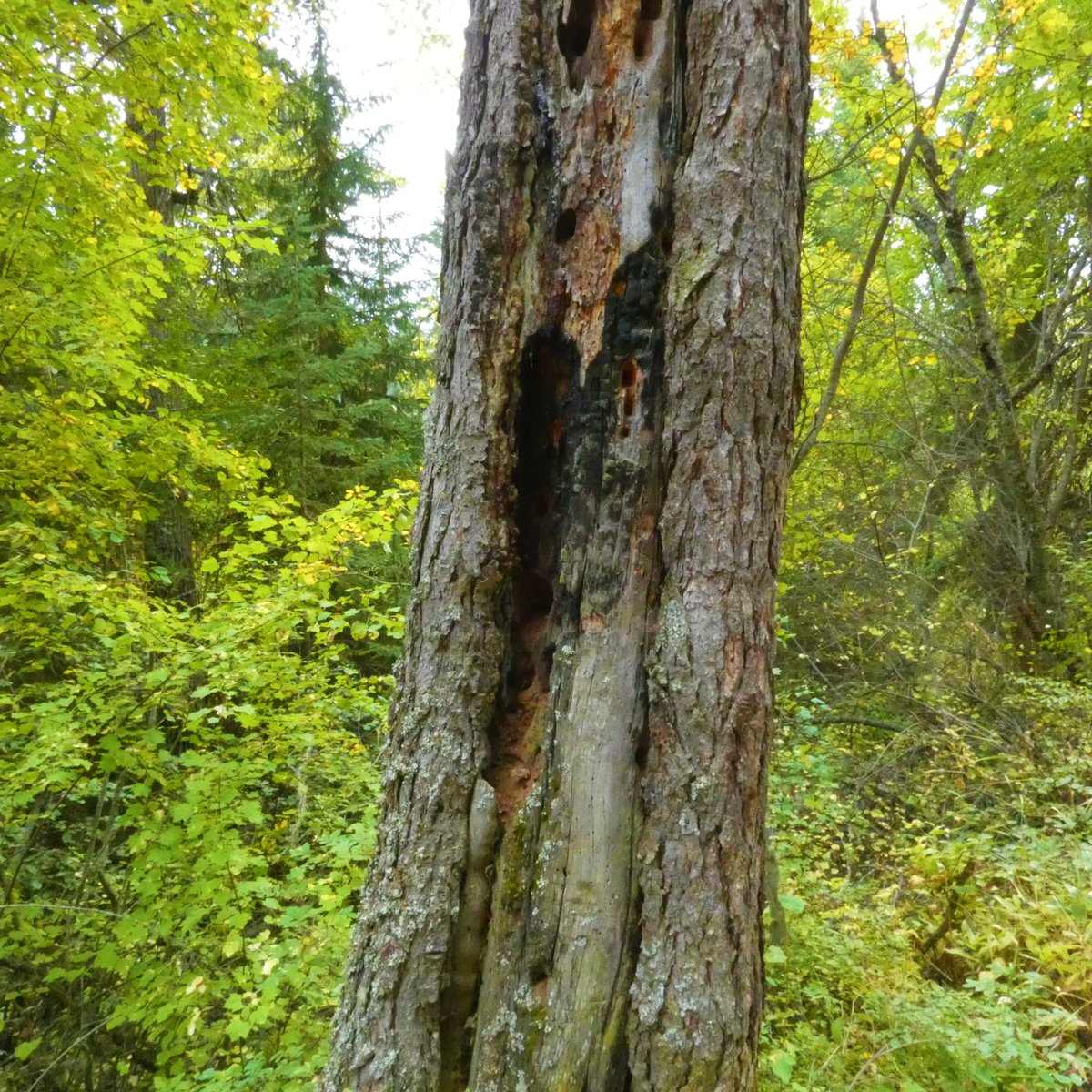 able_acorn's tweet photo. This tree trunk is a mystery to me. There appear to be burn marks and saw dust from some sort of bird or insect activity I'm guessing, but the tree otherwise seems fine.
#treesphotography #mystery #burnt #woodpecker #natureisfun #discovernature https://t.co/e4snv6U1Bv