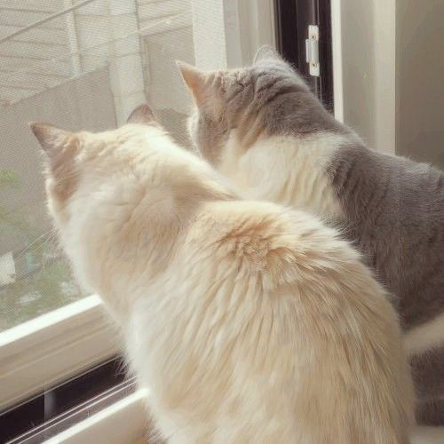 (🌷/ ) December wish to everyone ♡ ˚
     ✦ มาถึงเดือนสุดท้ายของปีนี้แล้วนะ ขอให้เป็นเดือนที่เต็มไปด้วยรอยยิ้ม ถูกโอบกอดไปด้วยความรักและความน่ารักจากคนรอบตัว ไม่มีอะไรมาทำให้เธอต้องแตกสลาย ดูแลตัวเองดีๆนะคะ แล้วมาผ่านปีนี้ไปด้วยกันนะคะคนเก่ง ₍ᐢ.  ̫ .ᐢ₎