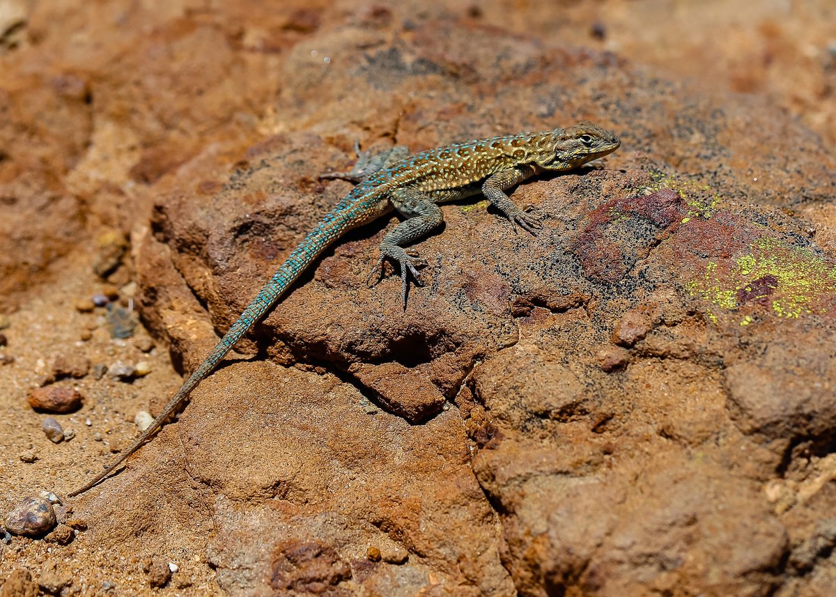 Cabrillo National Monument tweet media