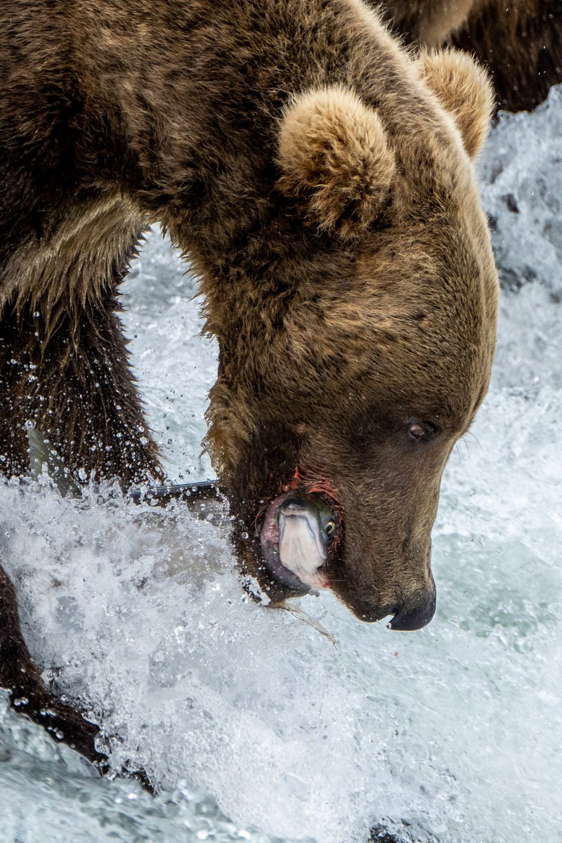 Sometimes you're the bear and sometimes, you're the fish. Which one are you most feeling like today? Photo courtesy of L. Law