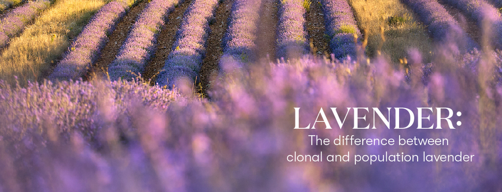 IAmKathyBreen's tweet photo. The differences between clonal lavender and population lavender https://t.co/SnhjLt14zz https://t.co/P6ro0Ok8SP