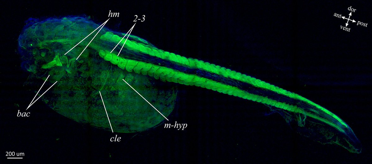 DevelopmentalDy's tweet image. Development of the #teleost pectoral fin is important to our understanding of the fin-to-limb evolutionary transition. Learn how catfish catfish pectoral fin development differs from the teleost pattern through reversion to ancestral mechanisms. doi.org/10.1002/dvdy.5…