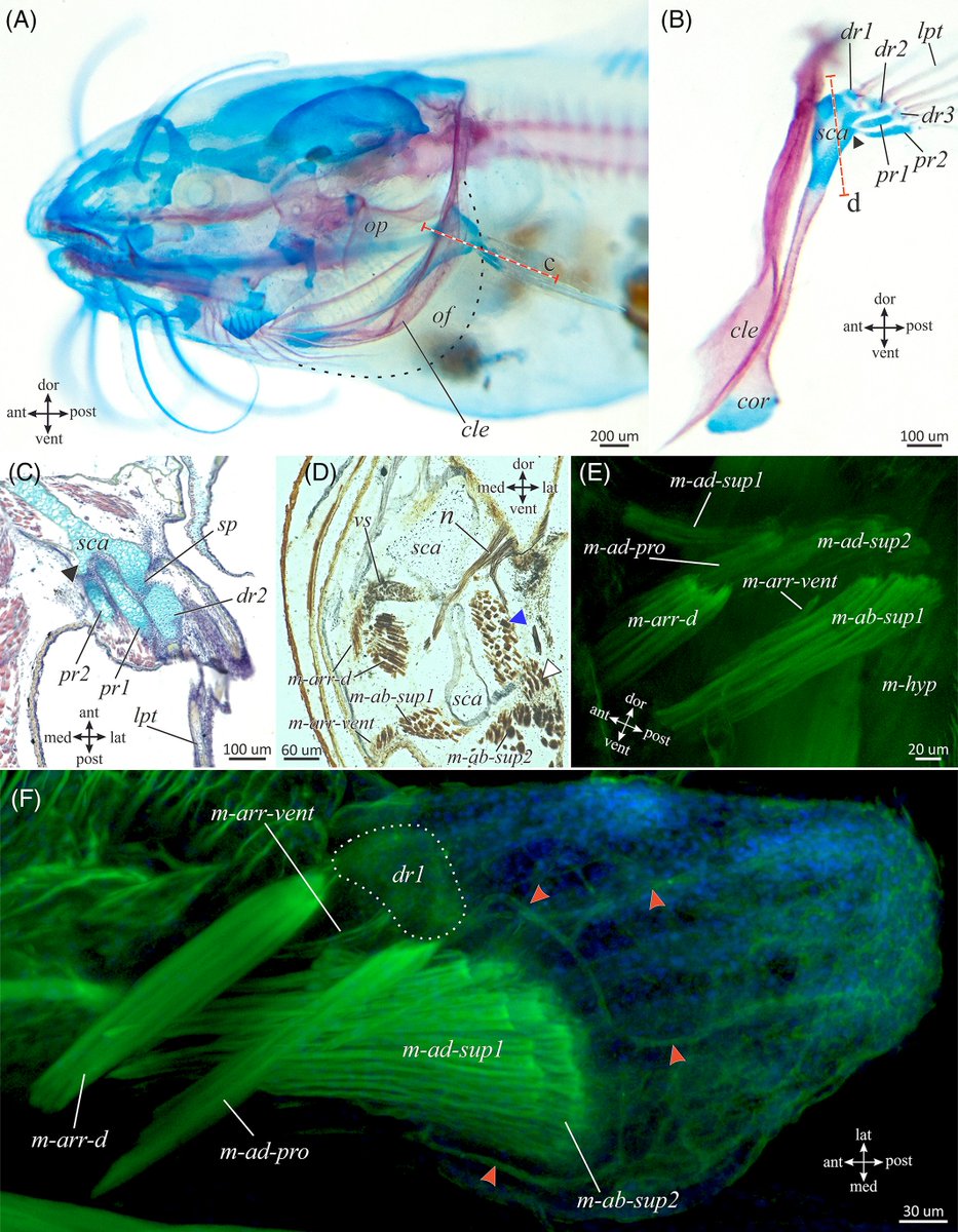 DevelopmentalDy's tweet image. Development of the #teleost pectoral fin is important to our understanding of the fin-to-limb evolutionary transition. Learn how catfish catfish pectoral fin development differs from the teleost pattern through reversion to ancestral mechanisms. doi.org/10.1002/dvdy.5…