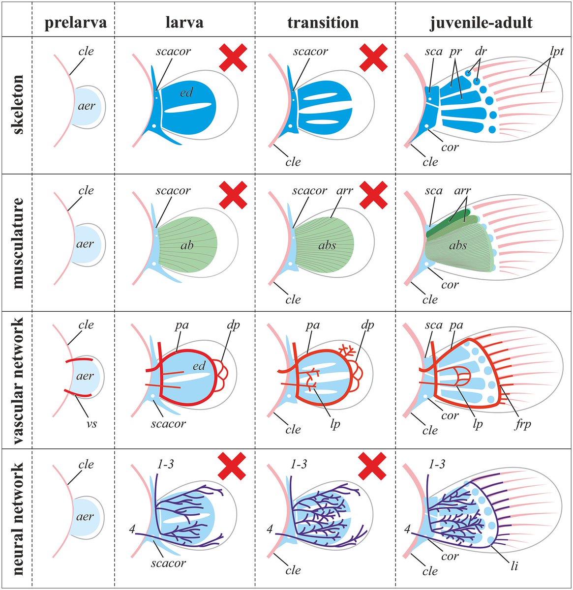 DevelopmentalDy's tweet image. Development of the #teleost pectoral fin is important to our understanding of the fin-to-limb evolutionary transition. Learn how catfish catfish pectoral fin development differs from the teleost pattern through reversion to ancestral mechanisms. doi.org/10.1002/dvdy.5…