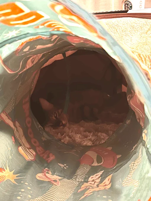 本日のパリパリバーこたつに全然入ってくれないから、お気に入りの猫トンネルで誘導作戦を仕掛け1日放置したところ大成功!やっと入ってくれたぁぁぁそこ!あったか快適スポットですよー 