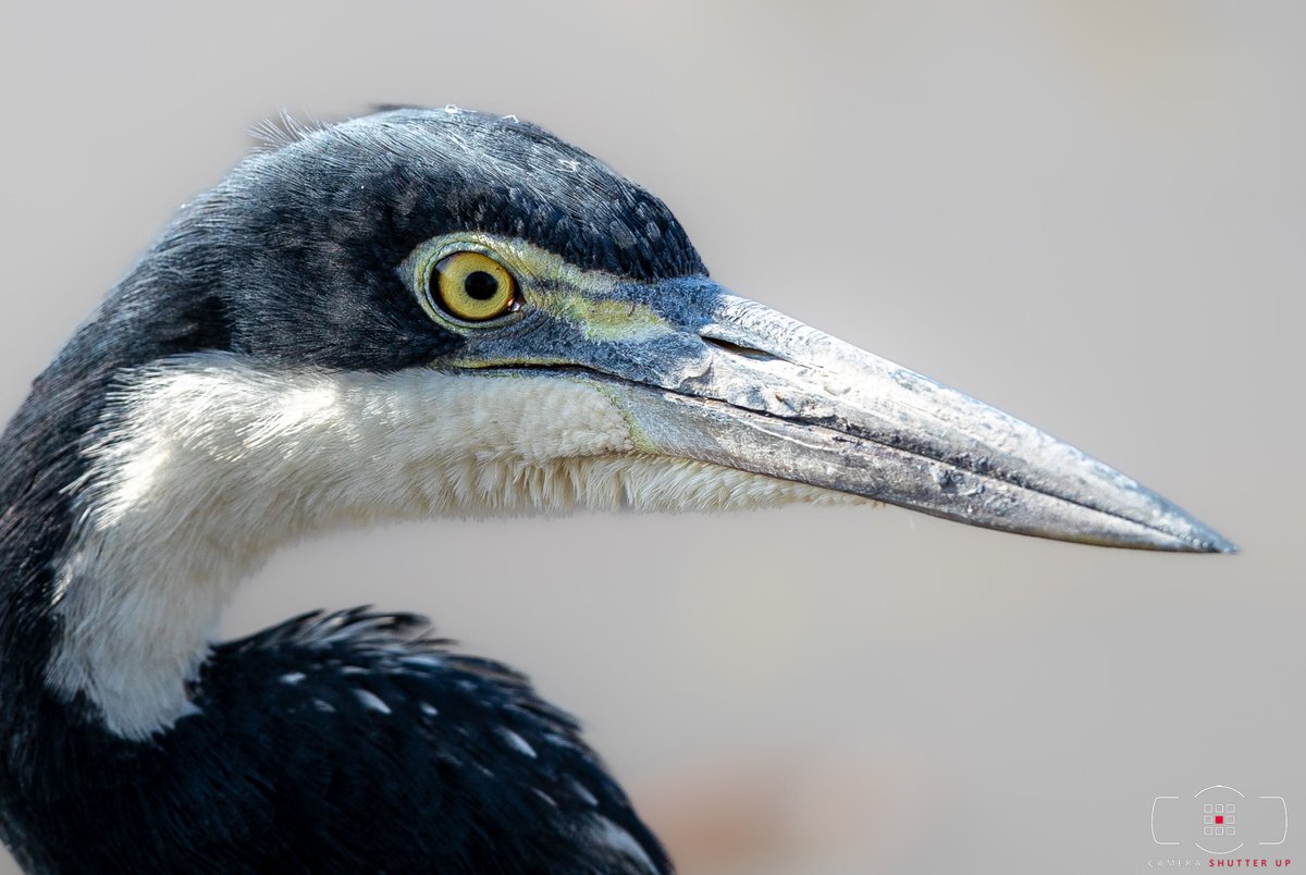 CameraShutterUp's tweet photo. Great Blue Herons appear blue-gray from a distance, with a wide black stripe over the eye. In flight, the upper side of the wing is two-toned https://t.co/Da1RuQe3A9