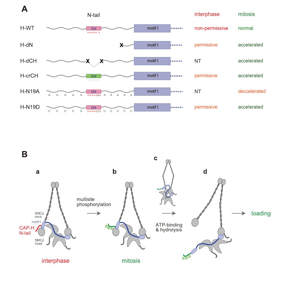 ReviewCommons's tweet photo. "Cell cycle-specific loading of condensin I is regulated by the N-terminal tail of its kleisin subunit"
#RefereedPreprint #CellBiology
Shoji Tane, Tatsuya Hirano et al
https://t.co/2ioDKvTOBN https://t.co/AEPciExZ5N